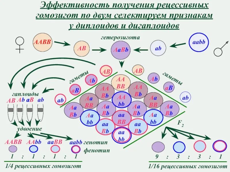 Аутосомно-доминантный тип наследования таблица. Сцепленный с полом рецессивный тип наследования. Два рецессивных признака. Два рецессивных признака. Два рецессивных признака.