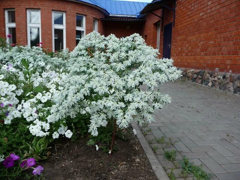 Кампанула дублин уайт. Растение невеста фото. Кампанула белые цветы. Кампанула белая садовая. Растение невеста фото.