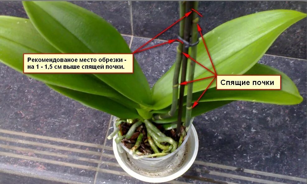 Почему зацвел