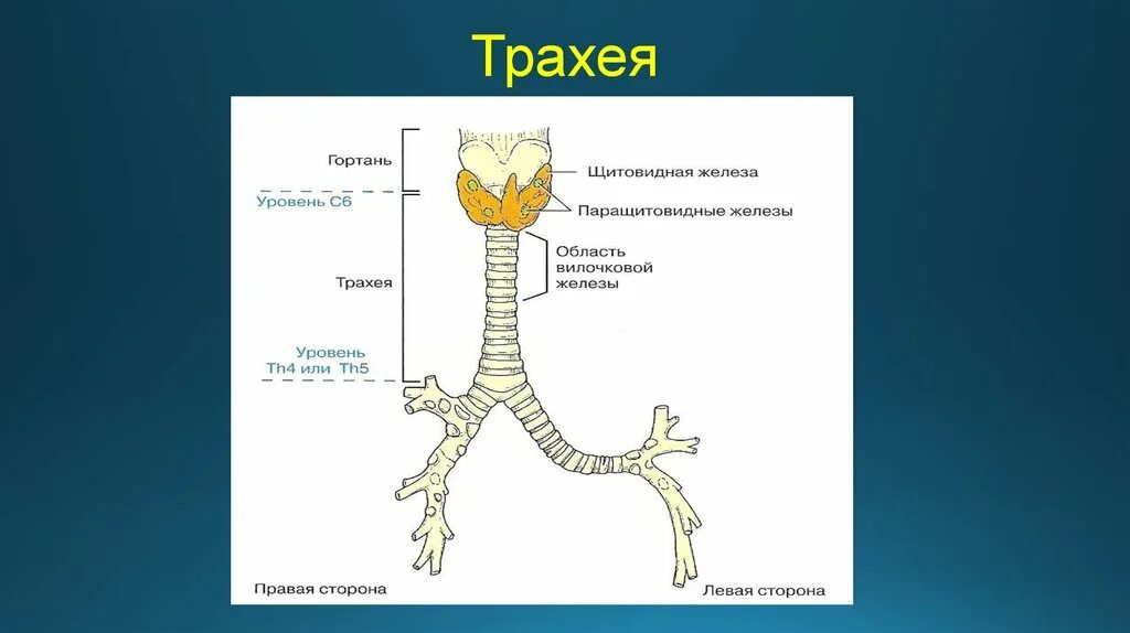 Строение трахеи собаки. Строение трахеи. Гортань и трахея животных.