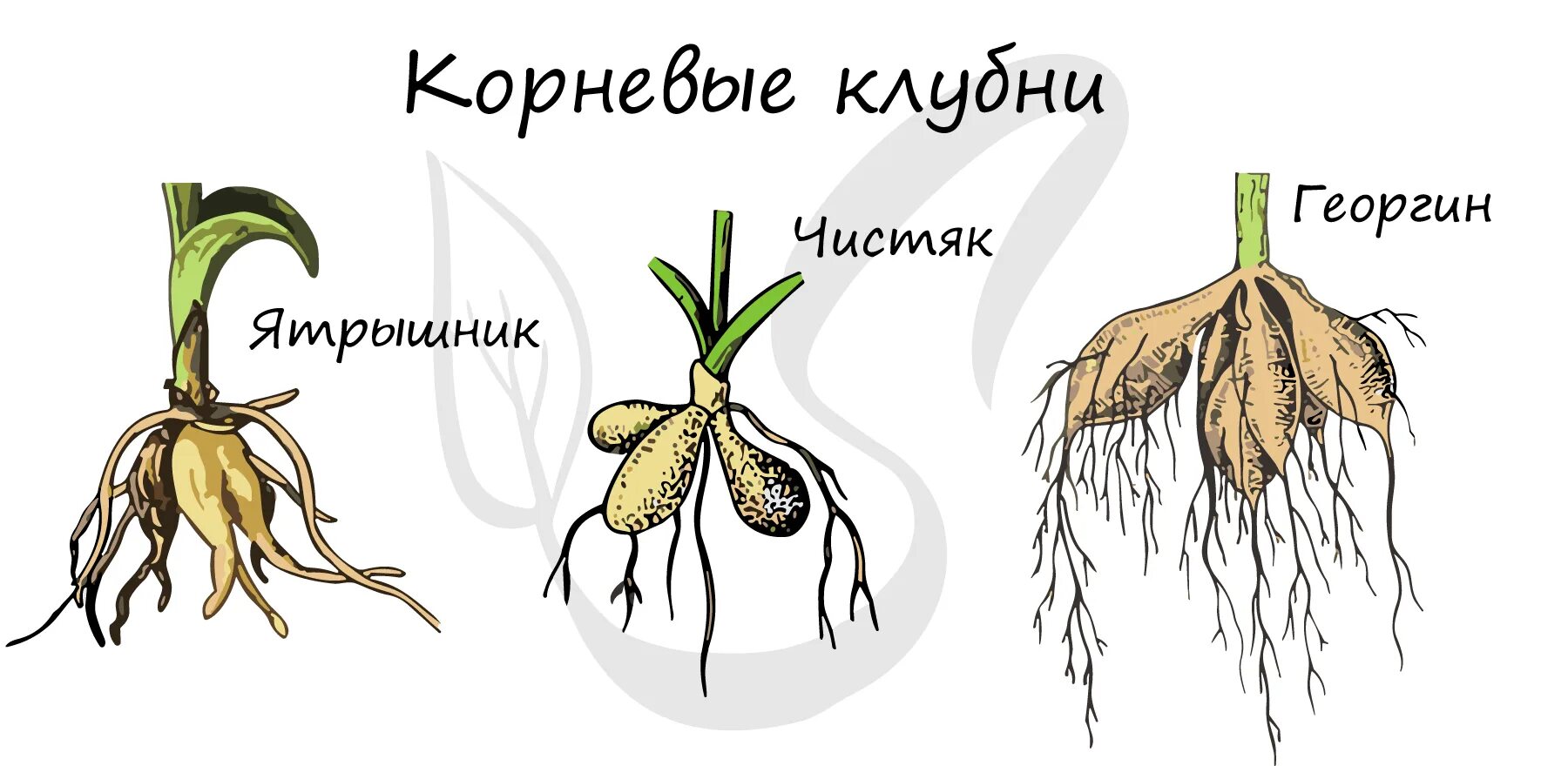 Размножение видоизмененным корнем. Георгин корни клубни. Видоизменённые корни корневые клубни. Корневые шишки клубни георгин.