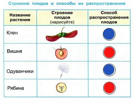 Строение плодов и способы их распространения