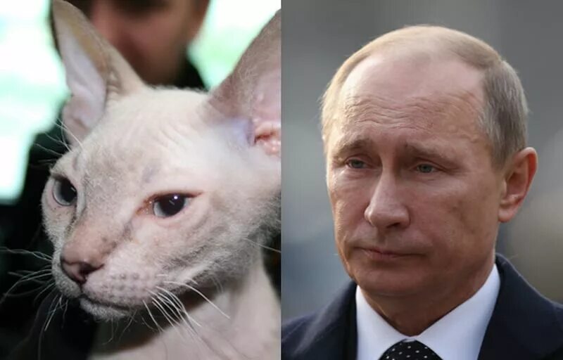 Похож на кота enveel. Кот похожий на Путина. Животные похожие на президентов. Ориентал похож на Путина.