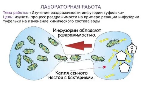 Инфузории туфельки очищают в водоемах воду поглощая