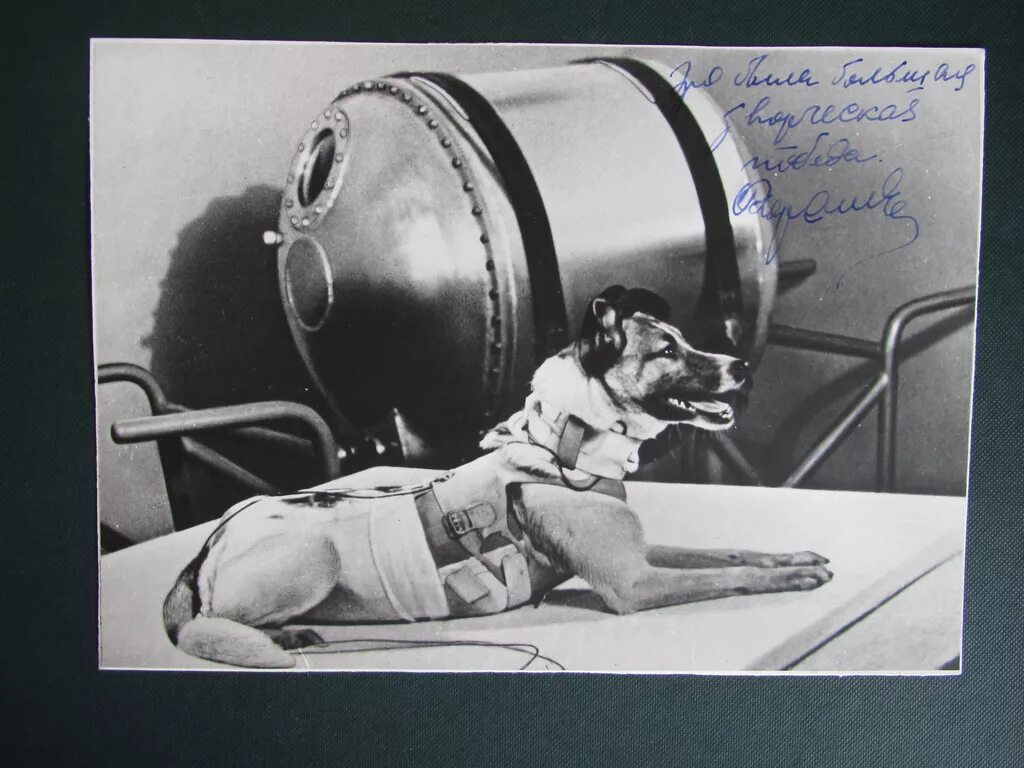 Как звали собаку 1 полетевшую в космос. Лайка 1957. собака лайка 1957. 1957 лайка в космосе. первая собака космонавт лайка.