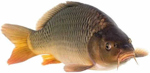 Үлкен есегі бар балапанды блять