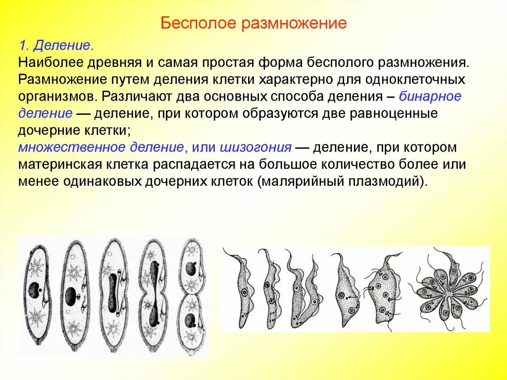 Установите последовательность происходящих при размножении человека. Способы бесполого размножения размножение делением. Схема бесполого размножения деление. Простейшие бесполое размножение биология 7 класс. Основной способ деления клеток бесполое размножение.