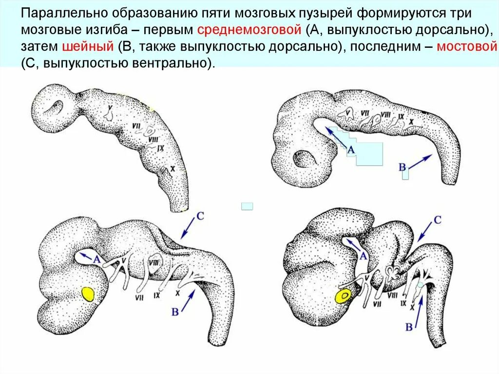 Онтогенез нервной системы (3 мозгового пузыря, 5 мозговых пузырей).. Схему стадии пяти мозговых пузырей.. Этапы развития головного мозга схема. Эмбриогенез нервной системы человека.