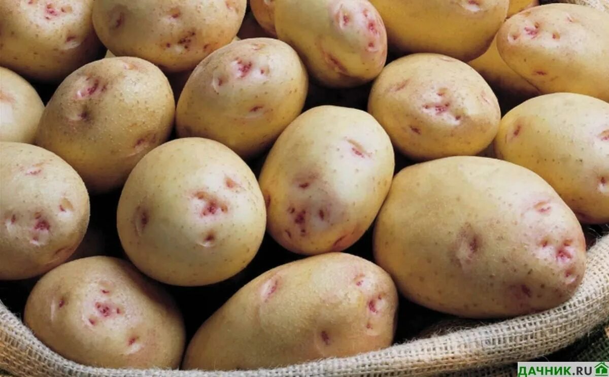 Ранние сорта картофеля в беларуси. Сорокодневка сорт картофеля. Картофель семенной сорокодневка.