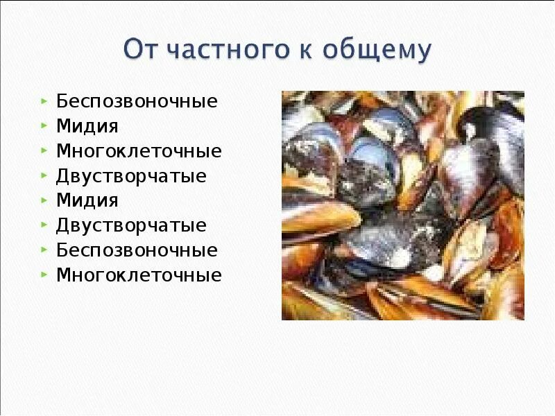 Значение головоногих в жизни человека. Значение головоногих моллюсков в природе и жизни. Роль головоногих в природе и жизни человека. Значение в природе и жизни человека классговоногие. Роль головоногих