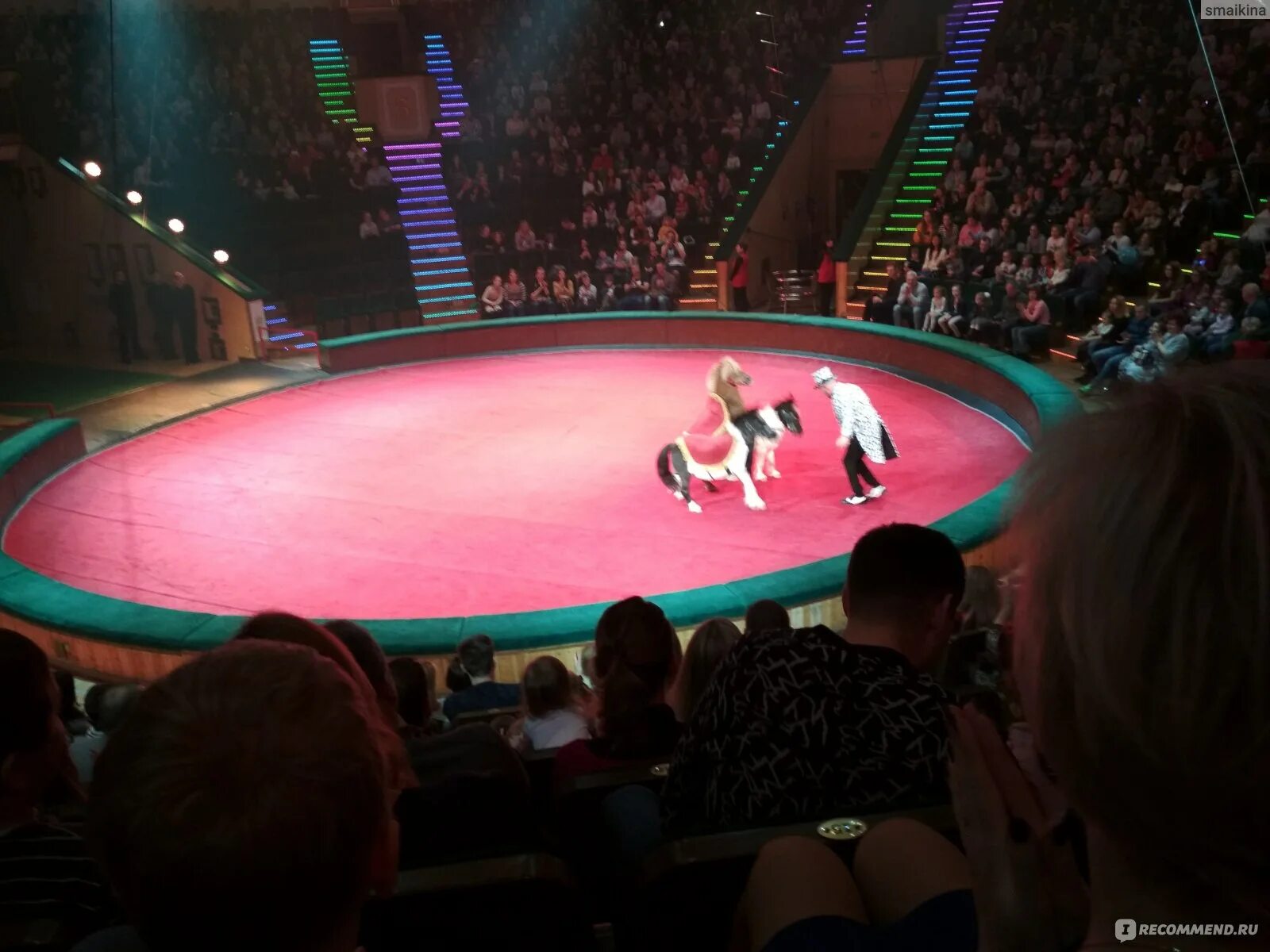 Представление в цирке в минске. Минск цирк ложа. Белгосцирк в минске. Представление в цирке в минске. Представление в цирке в минске.