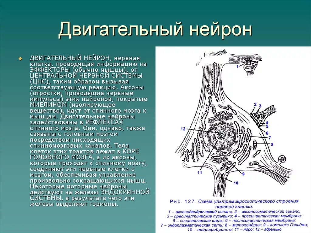 Аксон двигательного нейрона. Строение двигательного нейрона. Отростки двигательных нейронов. Двигатеььнвй отросток нервной клетк.