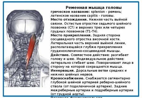 Может ли болеть мышцы головы