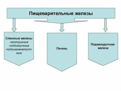Строение и функция пищеварительных желез
