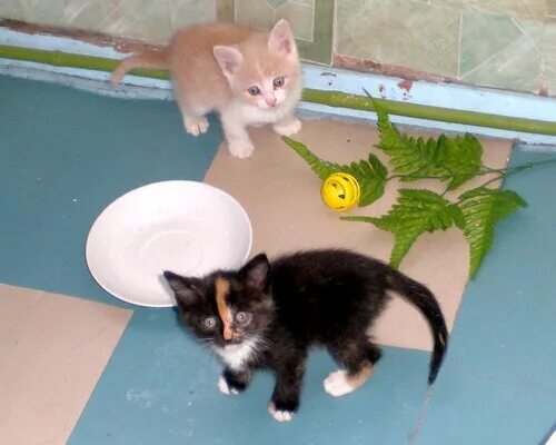 стричь ли котенку когти 2 месяца. аргументы за. минус котик. милый котенок. много котят на одной картинке.