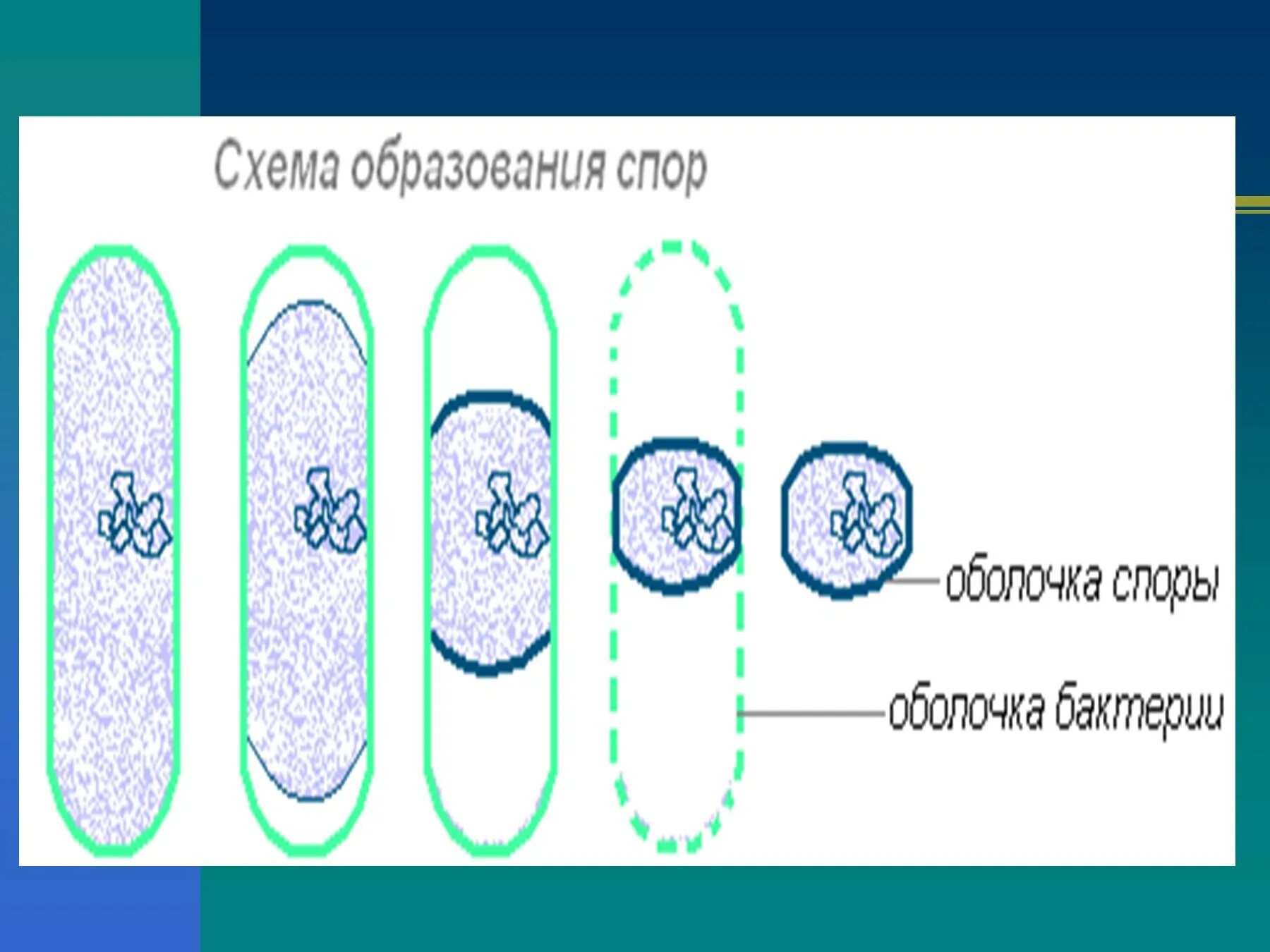 Схема образования спор у бактерий. Спорообразование бактериальной клетки. Схема спорообразования у бактерий. Споры и спорообразование у бактерий.