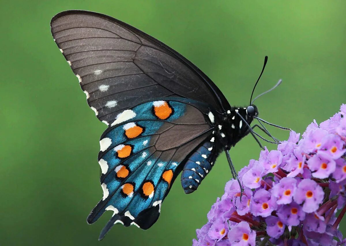 Бабочки вб. Pipevine Swallowtail бабочка. Чешуекрылые Махаон. Капалак расми. Радужная голубая бабочка Махаон.