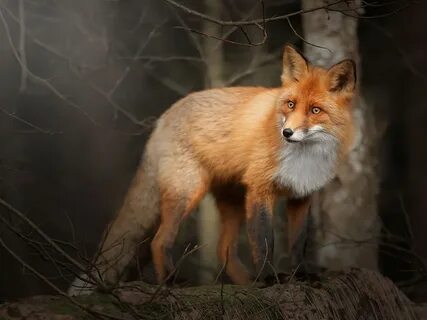 Fox in forest