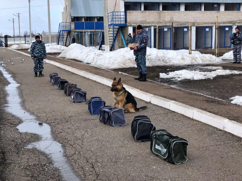 Приказы кинолога. Уфимский Кинологический центр МВД. Уфимская школа кинологов МВД России. УШПСК Ляхово. Ляхово Уфа Кинологический центр.