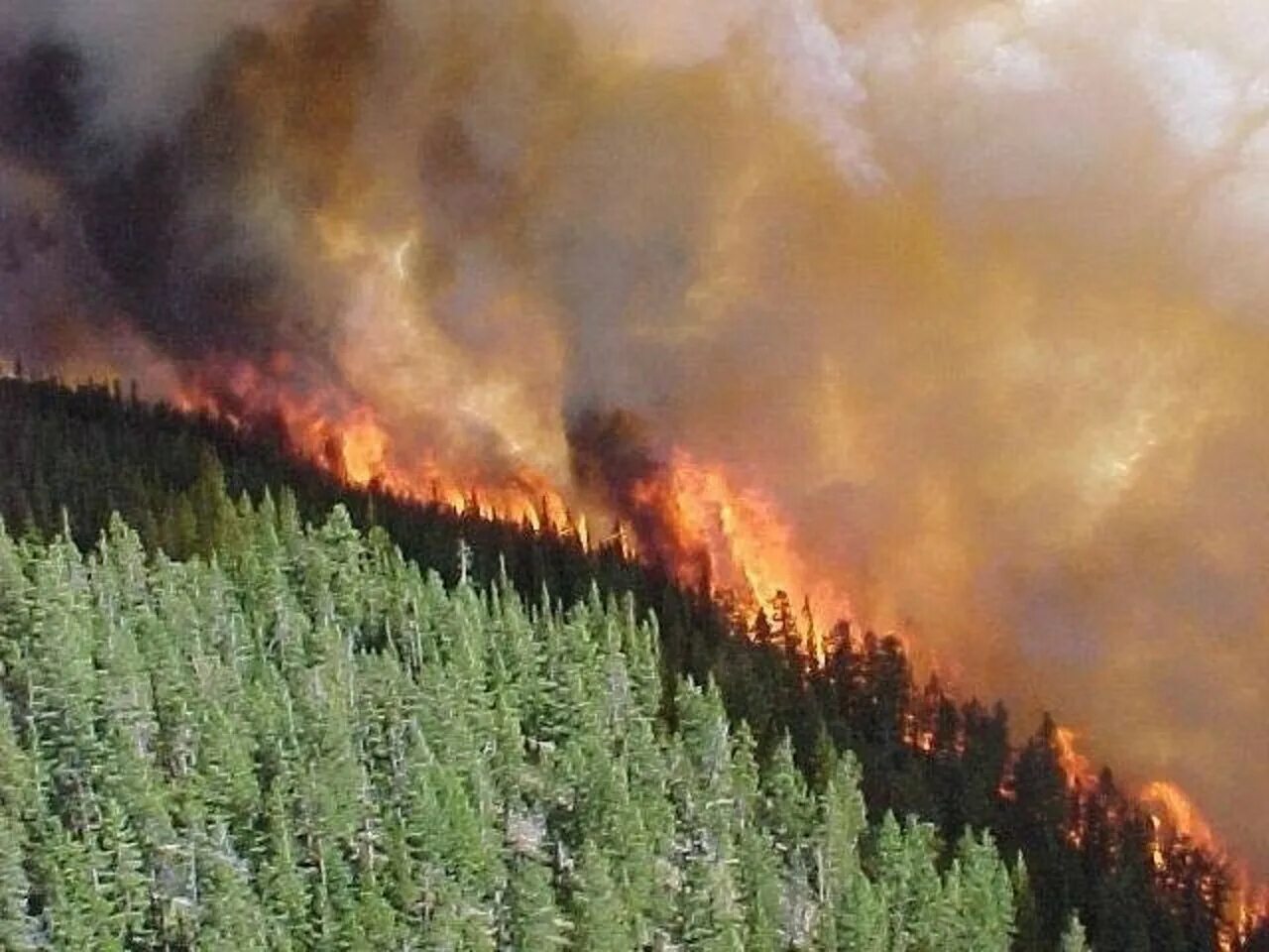 Пожар в сибирской тайге. Лесные пожары. Лесные пожары в Сибири. Лесные пожары на Дальнем востоке. Почему после пожаров