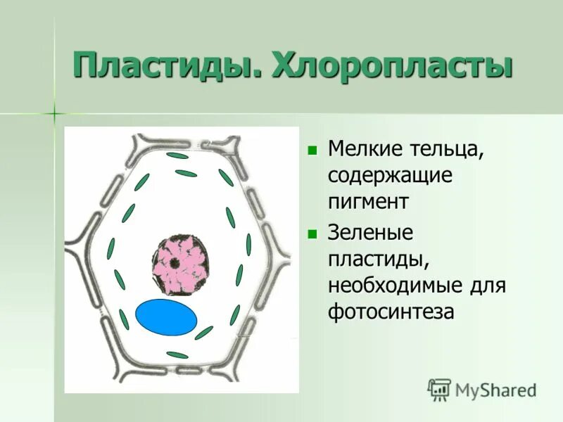 В растительной клетке присутствуют