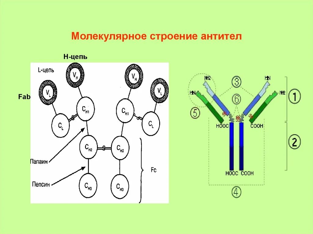 Структура молекулы антитела. Схема строения молекулы антитела LGG. Строение молекулы антитела. Схема строения антител иммунология. Домены антител