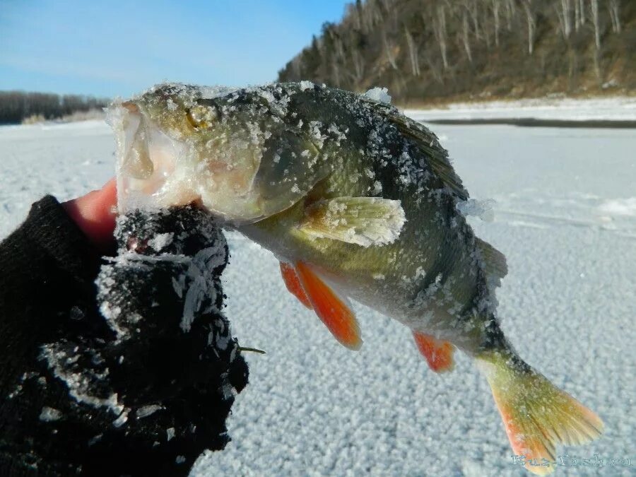 Фион 74 челябинская область. Зимняя рыбалка в Свердловской области. Е1 рыбалка. Рыбалка зимняя отчеты о рыбалке е1. Зимняя рыбалка в Атиге Свердловской области.