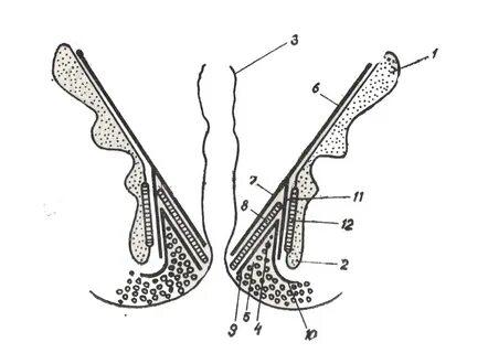 Fossa ischiorectalis