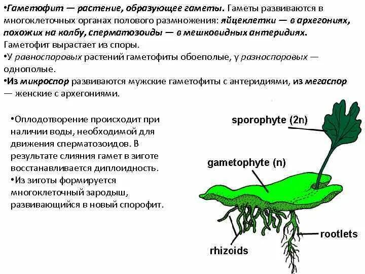 В каких органах образуются половые. Образует гаметы у растений. Гаметофит — растение, образующее гаметы. Гаметы высших споровых растений образуются в. Образует половые клетки растений.