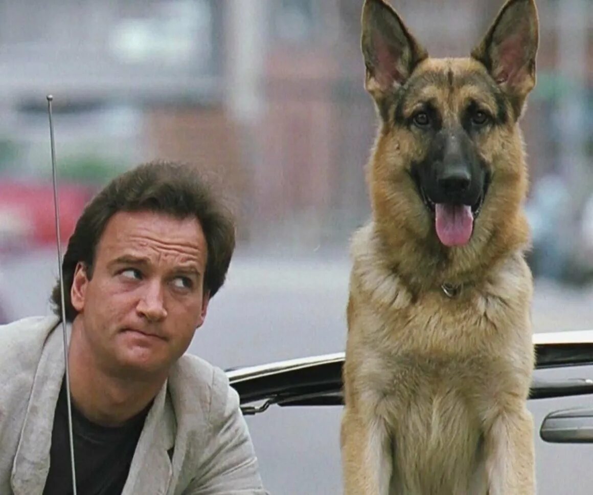 Джеймс белуши к 9 собачья работа. Джеймс белуши k9. К-9 собачья работа фильм. Джеймс белуши k9. K9 собачья работа.