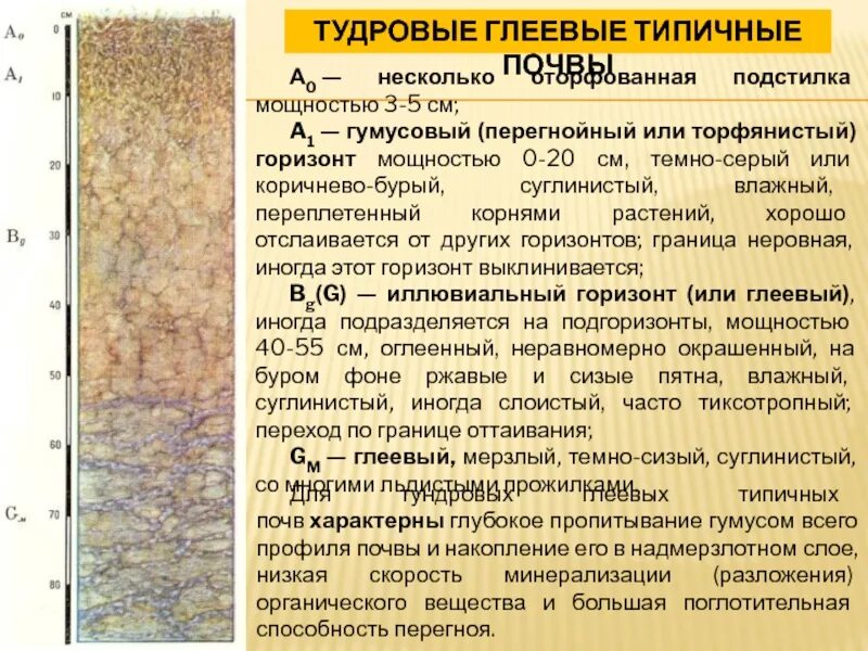 Почвенный профиль тундровых почв. Тундрово-глеевые почвы профиль. ТУДРОВАЯ глееваяпочва. Тундровая глеевая почва почвенный профиль. Содержание гумуса в тундровой глеевой почве