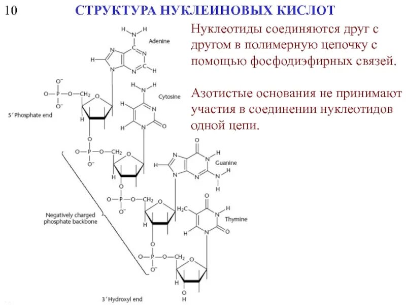 Ферменты расщепляющие днк. Схема взаимодействия двух нуклеотидов. Фосфодиэфирная связь в нуклеиновых кислотах. Фосфодиэфирные связи между нуклеотидами. Структура нуклеотидов в цепи ДНК.