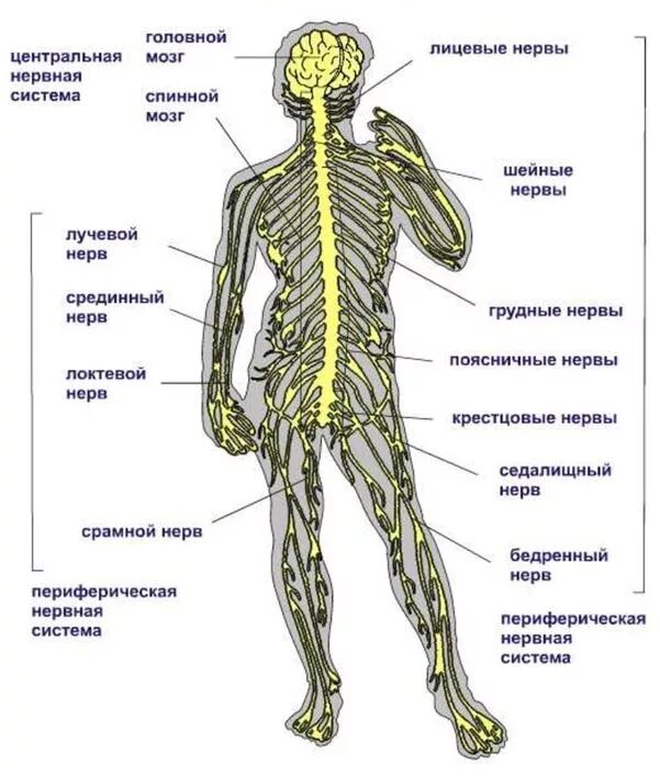 Центральная система состоит из