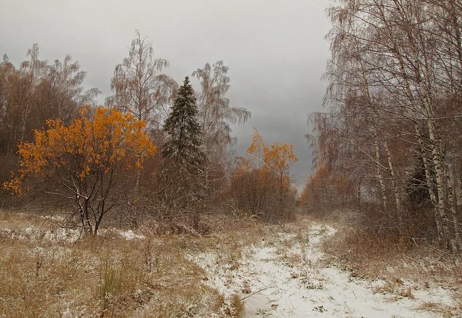 Поздней осени какое число. Поздняя осень. Ноябрь природа. Поздняя осень, предзимье. Поздняя осень в России.