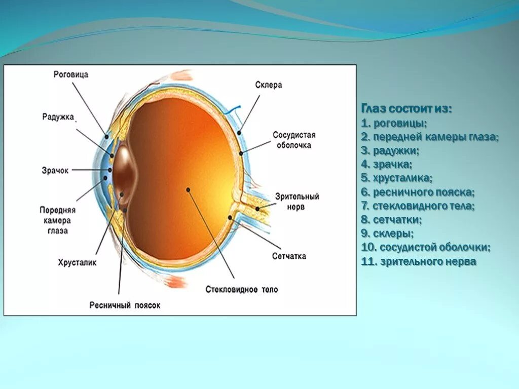 Чем покрыт глаз с передней стороны. Строение глаза роговица радужка. Роговица радужка зрачок строение. Передняя камера глаза стекловидное тело роговица хрусталик зрачок. Строение глаза зрачок радужка.