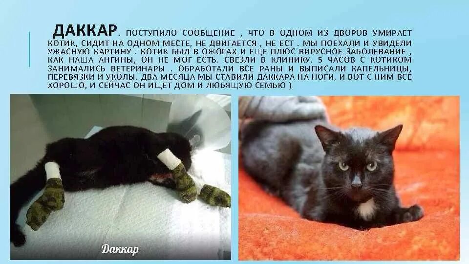 Коты перед смертью уходят. Кошки домашние мертвые.