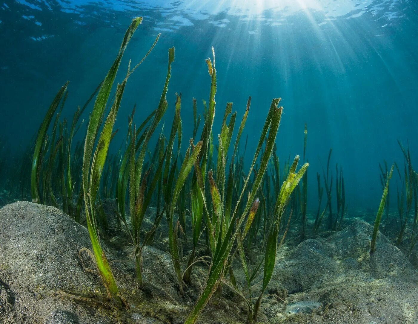 Морские растения список. Зостера взморник. Диатомеи водоросли Тихого океана. Посидония океаническая. Зостера водоросль.