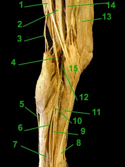 N suralis. A suralis анатомия. Nervus suralis анатомия. Suralis нерв анатомия. N saphenus нерв.