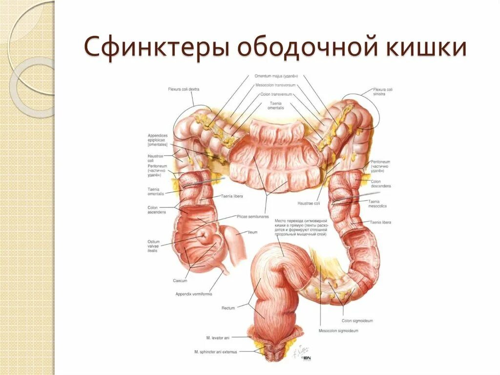 Каким номером на рисунке обозначена прямая кишка. Строение Толстого кишечника сфинктер. Сфинктеры кишечника человека схема. Сфинктеры толстой кишки анатомия.