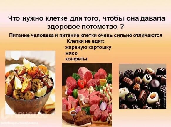 Клеточное питание для человека. Продукты клеточного питания. Питание клетки. Что такое клеточное питание организма. Участвует в питании клеток