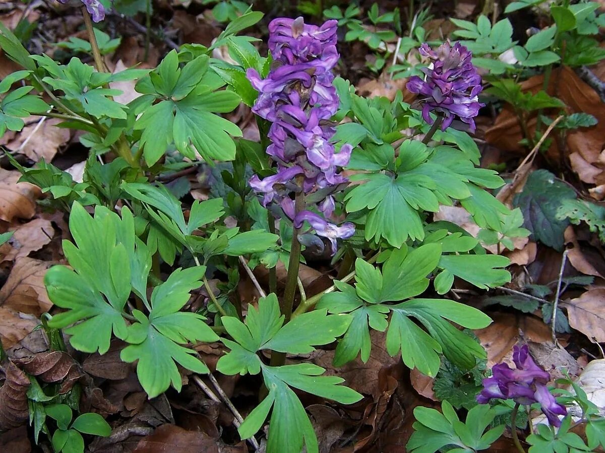 Хохлатка (Corydalis). Хохлатка первоцвет. Хохлатка пионолистная. Весенние первоцветы хохлатка.