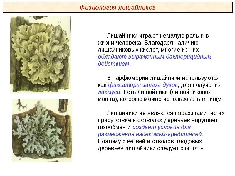 Строение лишайника ЕГЭ. Лишайники строение и функции. Строение лишайника. Особенности строения лишайников.