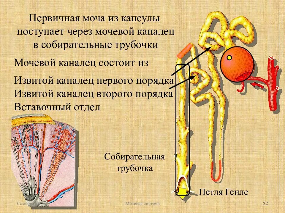 Процесс в собирательной трубочке