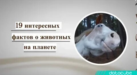 3 интересных факта о животных