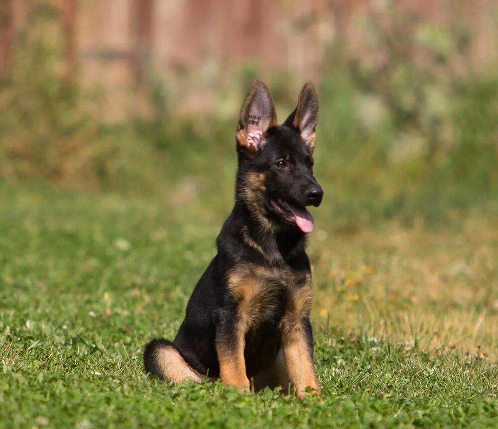 Как выглядят овчарки в 4 месяца. Немецкая овчарка короткошерстная щенки 3 месяца. Как выглядят овчарки в 4 месяца. Щенок немецкой овчарки 4 месяца. Щенки немецкой овчарки 3-4 месяца.