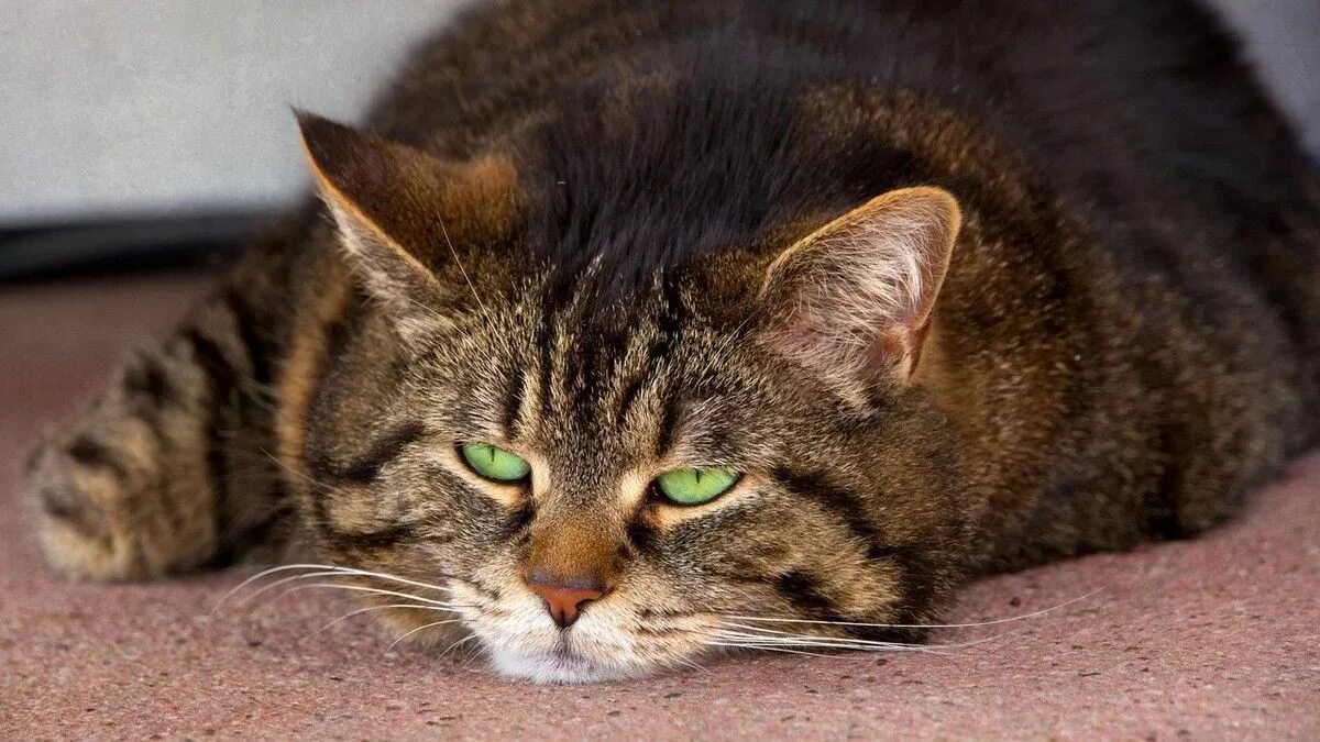 Grateful cat