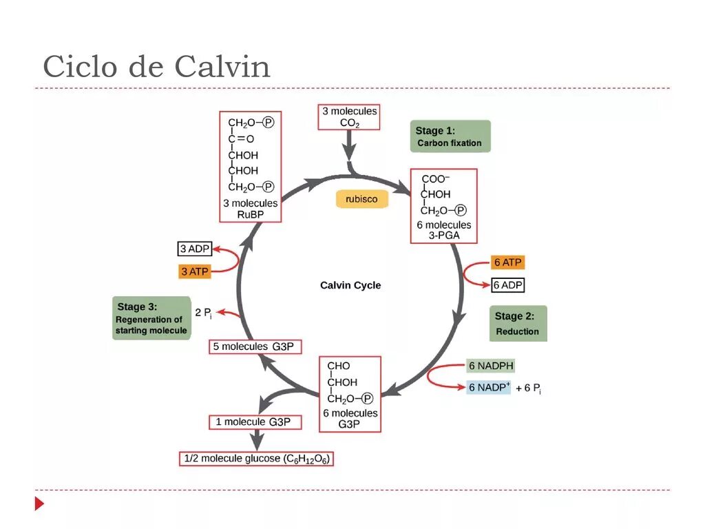 Протекают реакции цикла кальвина. Кальвин цикл Кальвина. Цикл Кальвина в фотосинтезе. Цикл Кальвина схема. Цикл Кребса и Кальвина.