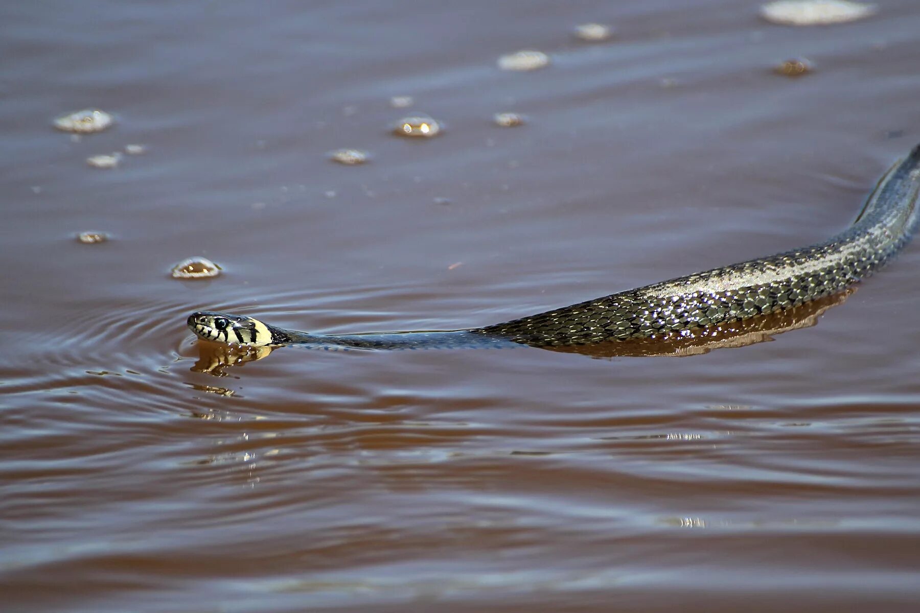 Уж обыкновенный плавает. Змея в воде. Плавающие змеи. Речные змеи.