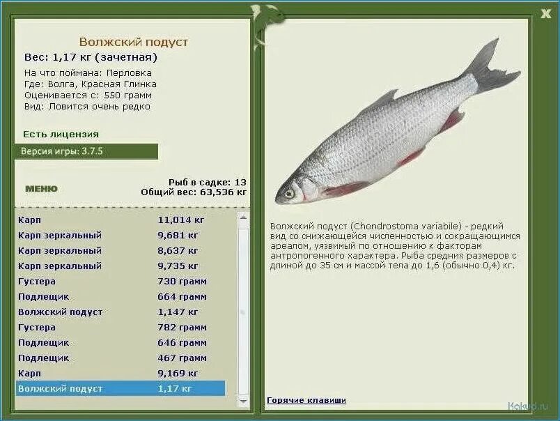 Каких рыб можно поймать. Подуст рыба в Волге. Подуст Волжский Chondrostoma variabile. Подуст Волжский на что ловить. Рыба Подуст на что клюет.