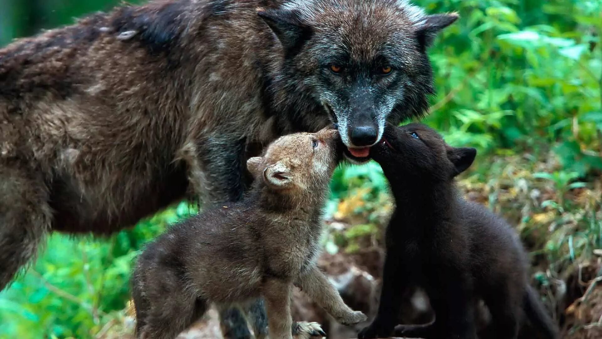 про маленького волчонка. волк. про маленького волчонка. волчат без регистрации. волчат без регистрации.